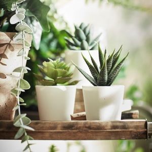 IKEA FEJKA Artificial potted plant with pot Succulent, 3 pack (6 cm 3 pack)